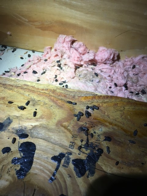 squirrel poop in attic